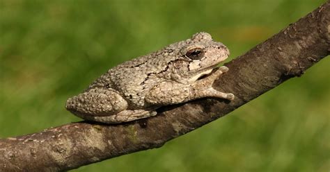 Gray Tree Frogs Learn About Nature