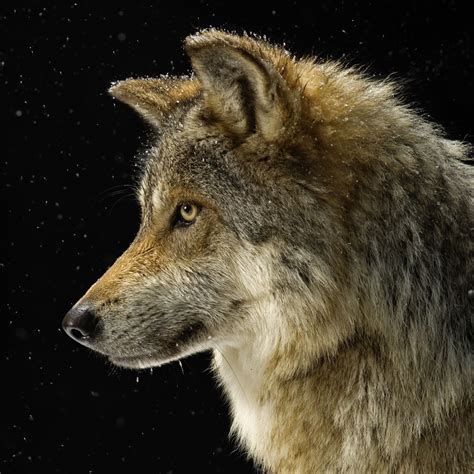 The Meaning And Symbolism Of The Word Wolf
