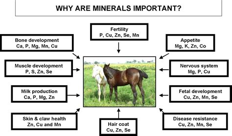 Minerals in Horse Feeds | Equine nutrition, Horse nutrition, Animal