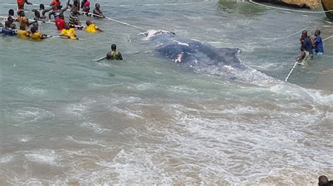 Photos Dead Whale Washed Ashore At Moree