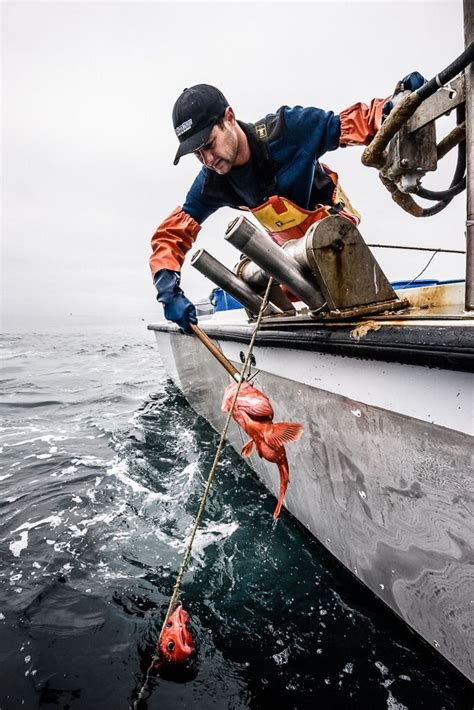 Fishing Gear Types 101 Longlines And Hook And Line — Monterey Bay