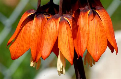Different Types Of Orange Flowers