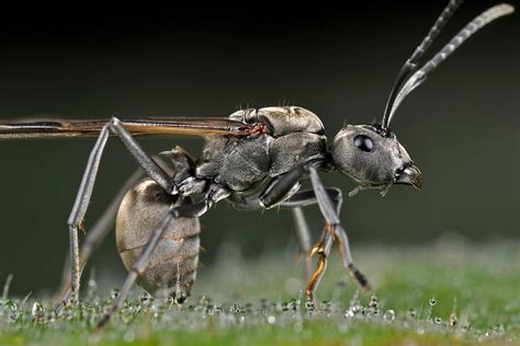 Winged Carpenter Ant Photograph By Donald Jusa