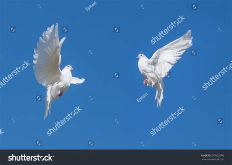 Two White Doves Flying Against The Blue Sky Stock Photo 370092506