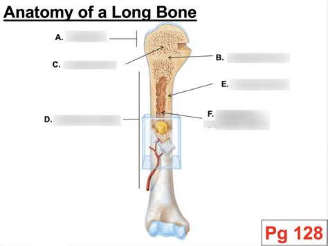 Long bones are found in the upper arm and forearm, thigh and lower leg, palm|palms, soles, fingers and toes. Long Bone Labeled Quizlet - Microscopic Anatomy Of A Long Bone Diagram Diagram Quizlet : Graphic ...