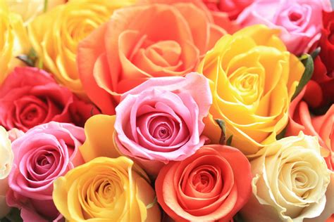 Different Color Flowers And Their Meanings Rose Facts And
