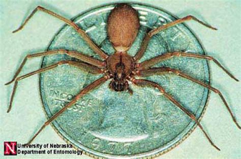 Brown Recluse Spider Loxosceles Reclusa Gertsch E Mulaik Be Settled