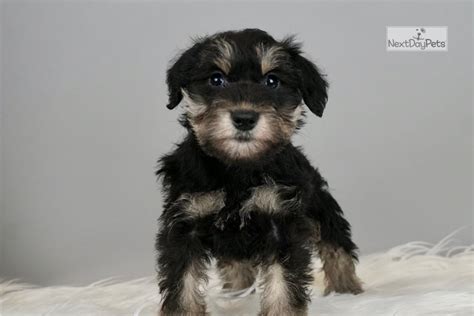 Quite playful & curious miniature schnauzer puppies are available for sale in indiana, michigan, ohio and chicago at the best price. Akc Rocco: Schnauzer, Miniature puppy for sale near Fort Wayne, Indiana. | 0610e1d2-f0c1