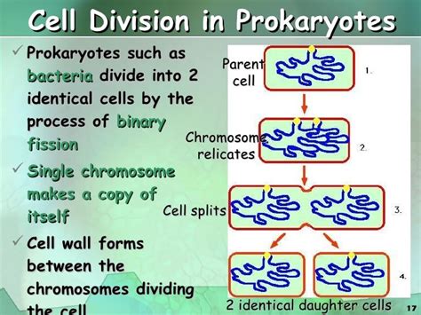 Cell Division In Prokaryotes Prokaryotes Such As Bacteria Divide Into 2
