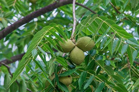 5 Simple Reasons Not To Plant A Black Walnut Tree Tree Journey