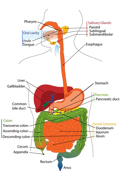 Human Digestive System And Digestion Of Carbohydrates Proteins And
