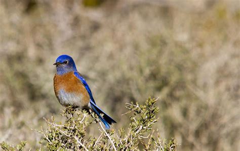 Western Bluebird Wins Audubon Californias 2015 Bird Of The Year