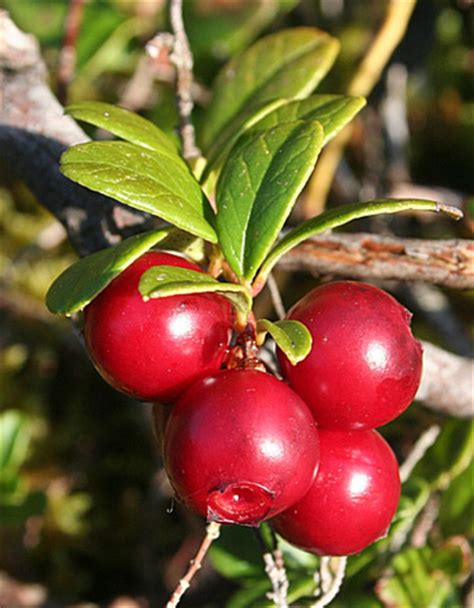 Check spelling or type a new query. What is a Natural Habitat? - Definition & Habitat ...