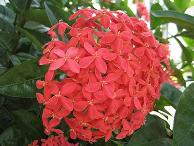 Planting shrubs garden plants planting flowers flowers garden flower plants exotic flowers yellow flowers beautiful flowers tall plants. Ixora - University of Florida, Institute of Food and ...