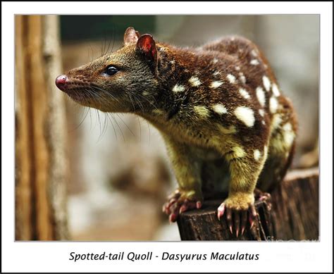 Spotted Tail Quoll Photograph By Kaye Menner
