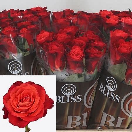 Rose Fiorella 60cm Wholesale Dutch Flowers Florist Supplies UK