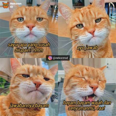 Wajah Kucing Lucu Meme Meme Mania
