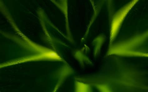 Download Wallpaper 3840x2400 Plant Leaves Macro Green 4k Ultra Hd 16