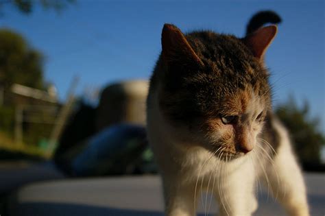 But there's really nothing to fear, says audrey stratton, clinic supervisor at san diego's feral cat coalition. Feral Cat Coalition | Just another WordPress site