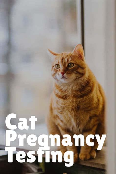 Cat Pregnancy Timeline The Definitive Guide To Prepare For Birth Of Kittens