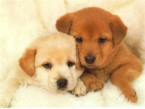 Very Very Cute Puppies Raww