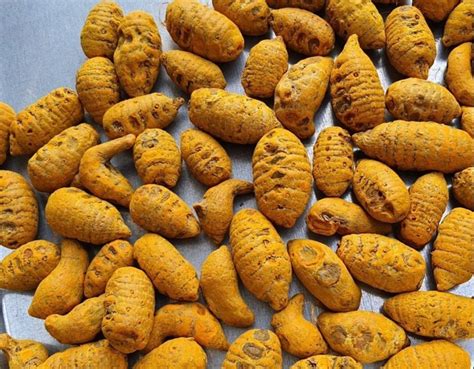 Salem Double Polished Bold Turmeric Finger At Best Price In Erode