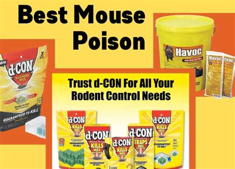 Best Mouse Poison Of 2024 Effectively Kill The Mice