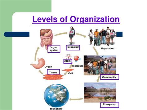 Honors Biology And Biology Ppt Download