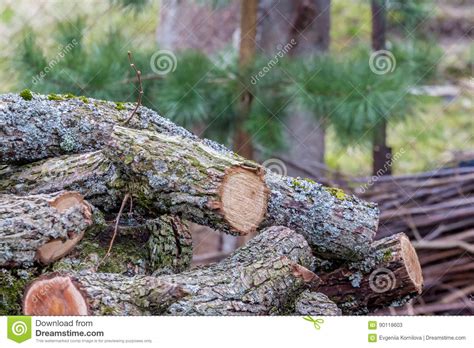 A Pile Of Natural Logs With Bark Stock Image Image Of Cutting Hand
