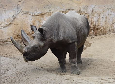 Zootografiando Mi ColecciÓn De Fotos De Animales Rinoceronte Negro
