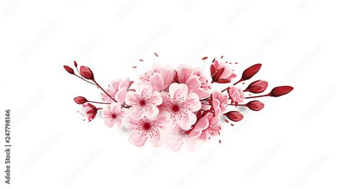 Vector Cherry Blossoms Sakura Flowers Isolated On White Background