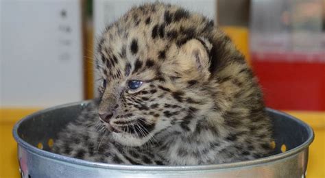 Critically Endangered Amur Leopard Cubs Born At Jacksonville Zoo