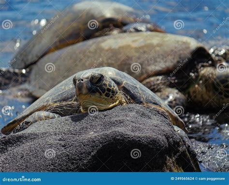 Tortugas Marinas Verdes Descansando Sobre Piedra Lava En Playa De Arena