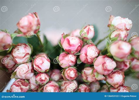 Top View On A Bunch Of Mini Pink Roses Macro Stock Photo Image Of