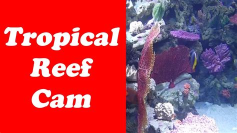 Tropical Reef Courtesy Of Earthcamcom Youtube