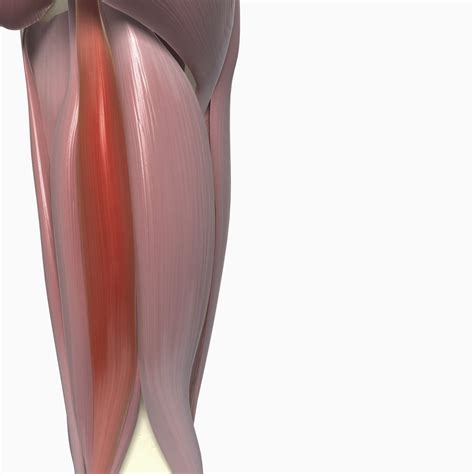 Glute And Hamstring Muscles Diagram
