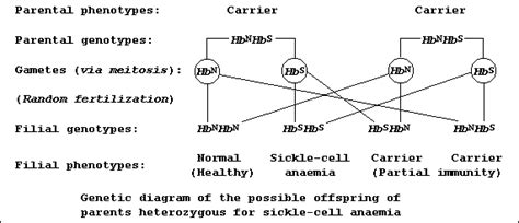 Genetic Diagram For Sickle Cell Anaemia