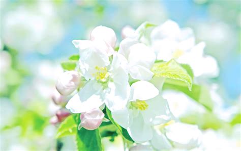 White Flower Flower Images Floral Wallpaper Pastel Floral
