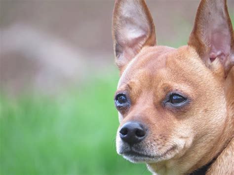 29 Mini Pinscher Mix With Chihuahua Photo Bleumoonproductions
