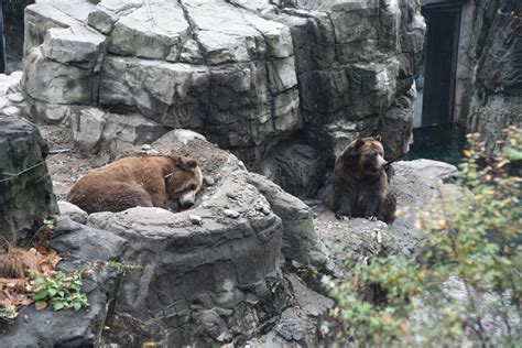 It's about animal that live outside a zoo. Grizzly Bears at the Central Park Zoo