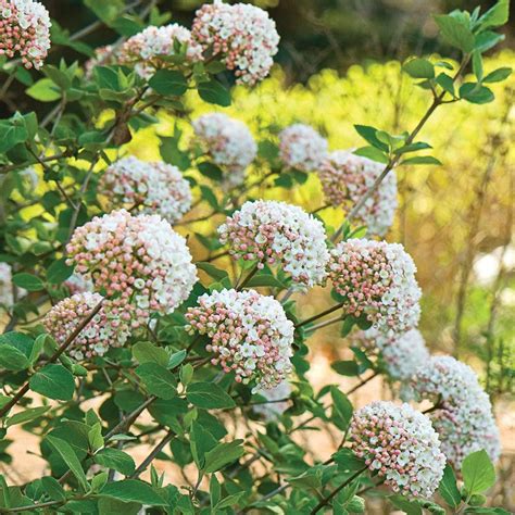 Fragrant Shrubs Perfume Your Garden From Spring To Fall White Flower