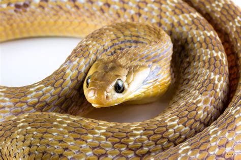 Top 10 Pet Snakes For Beginners Pethelpful