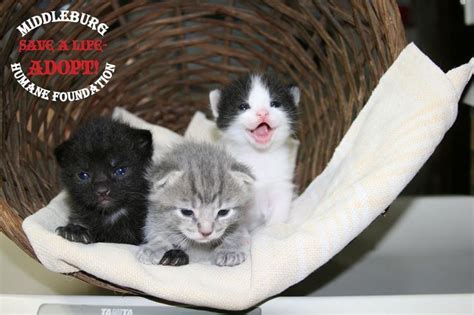 We Have A Swarm Of Kittens Available For Adoption At The Middleburg