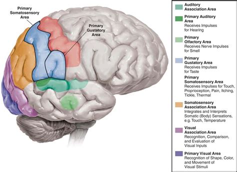 Log On To Constellation Brain Anatomy Anatomy And Physiology Brain