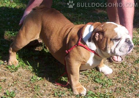 Let us introduce them to you! English Bulldog Photos - AKC Registered Ohio English ...