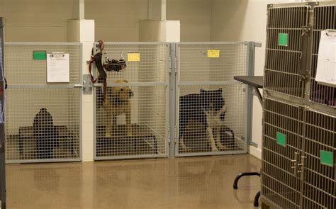 Canine And Feline Central Dakota Animal Clinic