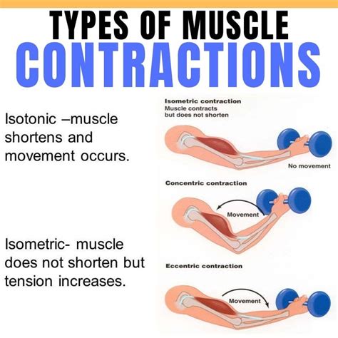 Whats The Difference Between Isometric And Isotonic Muscle Contractions Bút Chì Xanh