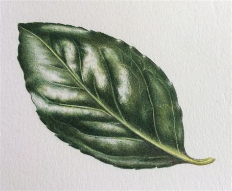 Shiny Leaf Step By Step Color Pencil Drawing Botanical Drawings
