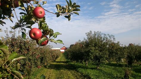 Apple Barn Orchard Apple Barn Orchard And Winery