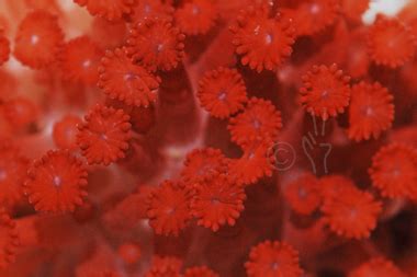 It's perfect for floral arrangements, or make it your house plant's new h. Red Flower Pot Coral - Goniopora spp.